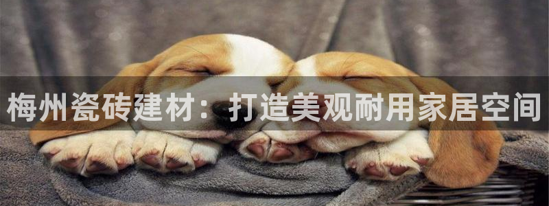 杏鑫代理注册资金多少