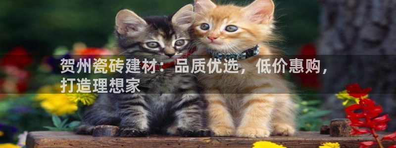 杏鑫娱乐开发团队